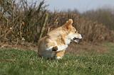 CORGI PEMBROKE 839